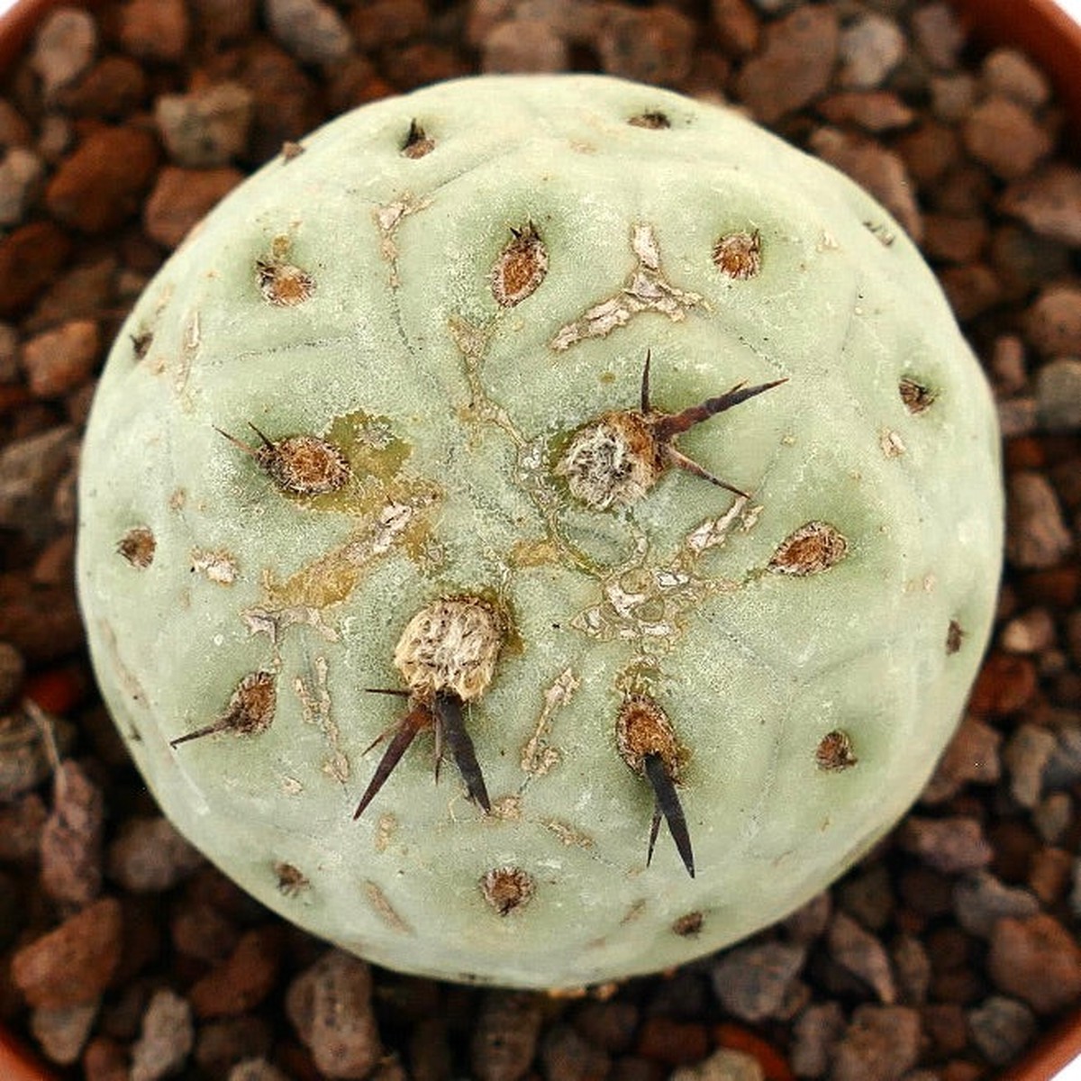 Tephrocactus geometricus ONE BALL WITH BLACK SPINES 180-55