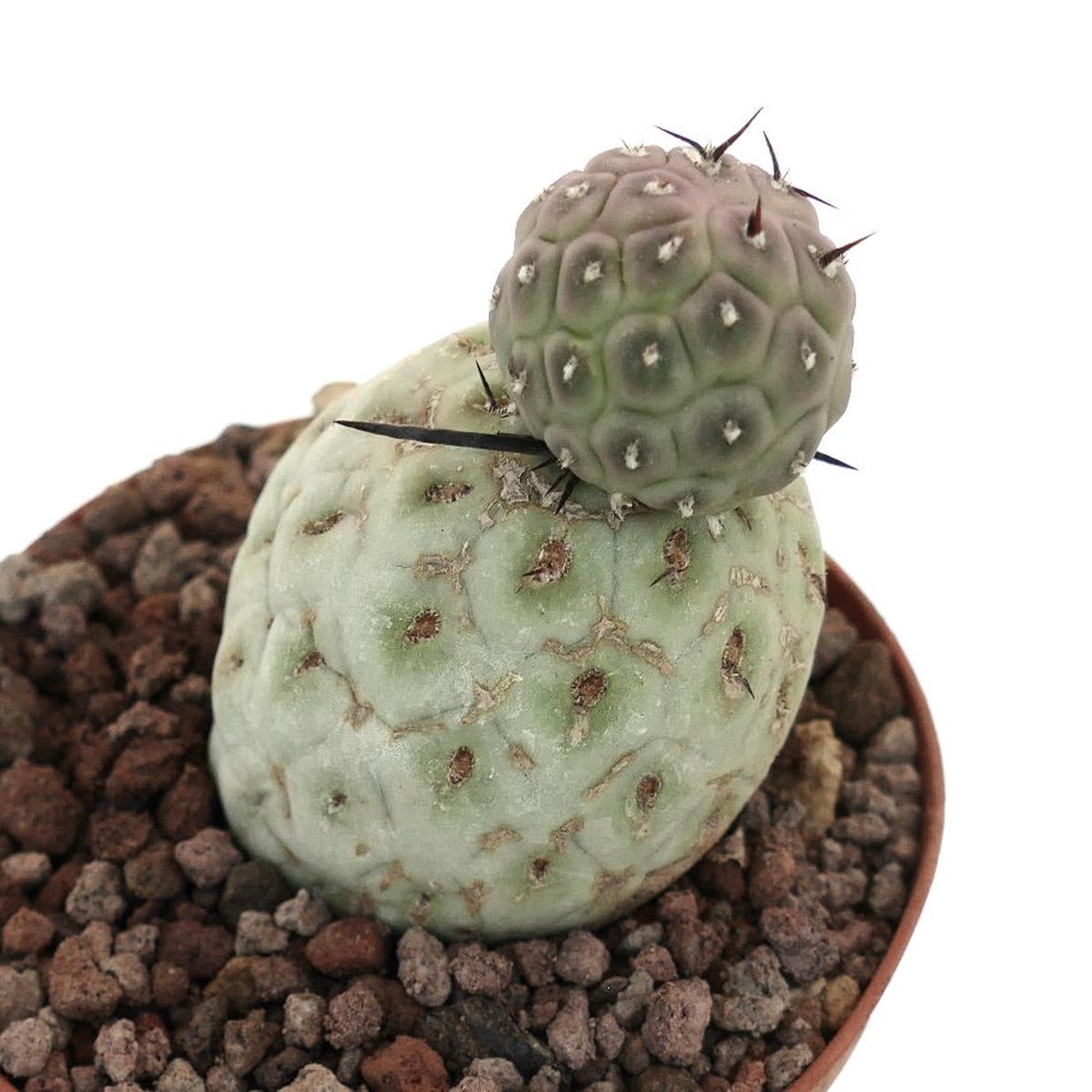 Tephrocactus geometricus TWO BALLS WITH BLACK SPINES SB3671
