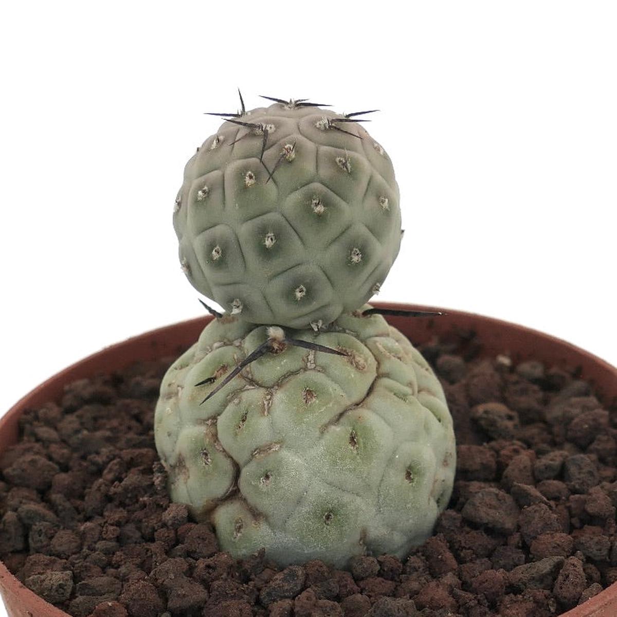 Tephrocactus geometricus TWO BALLS WITH BLACK SPINES