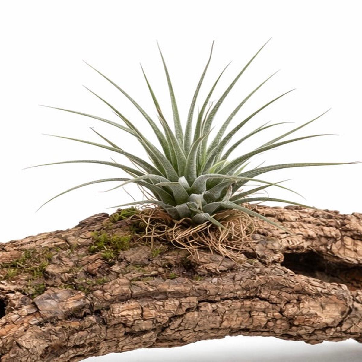 Tillandsia ionantha 10-15cm