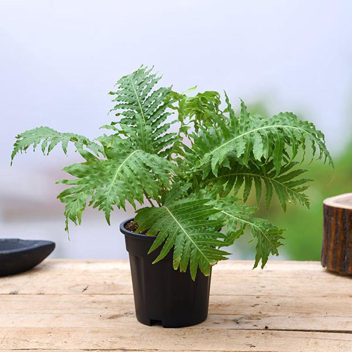 Tree Fern Silver Lady Fern 8211 Plant