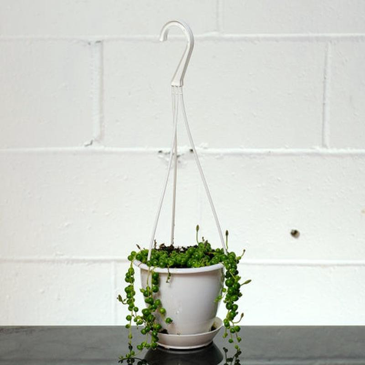 Variegated String of Pearls Curio rowleyanus 8211 5 inch hanging basket