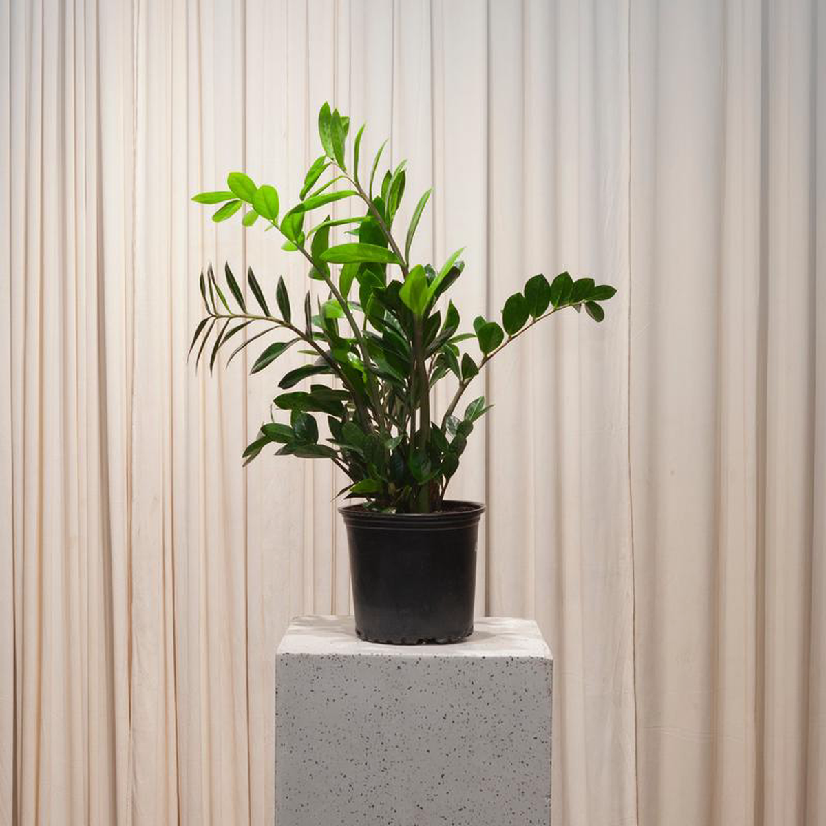 ZZ Plant: Zamioculcas zamiifolia  8 inch pot
