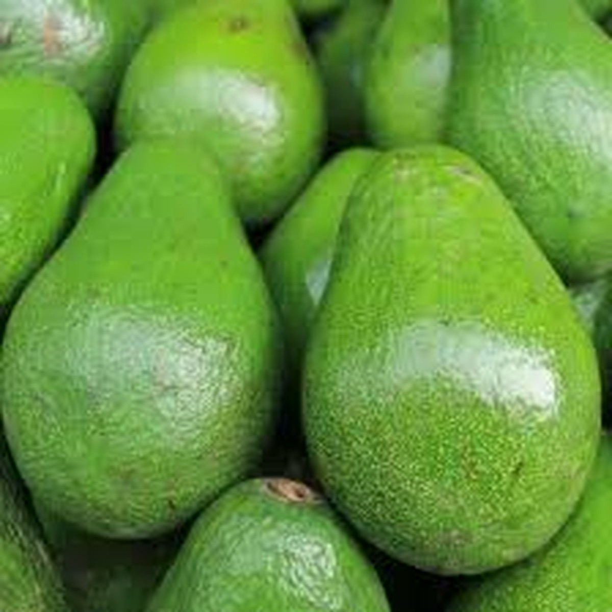 1 Avocado Semil 34 (Persea americana) Starter Plant Tropical Live Fruit Tree 12-24