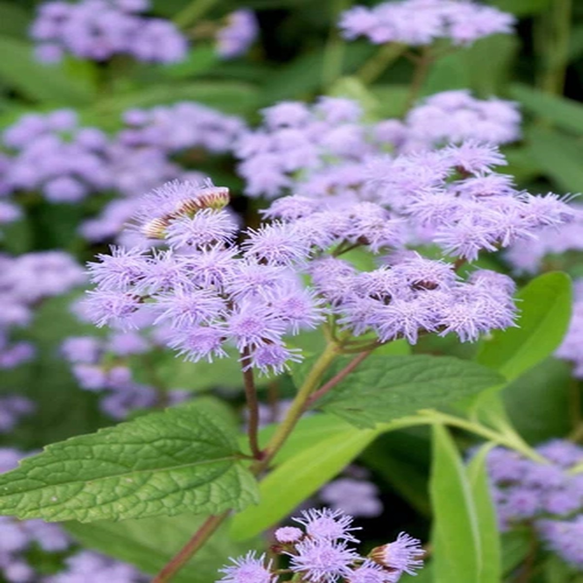100 PURPLE MISTFLOWER (Hardy or Wild Ageratum) Eupatorium Coelestinum Blue Flowe