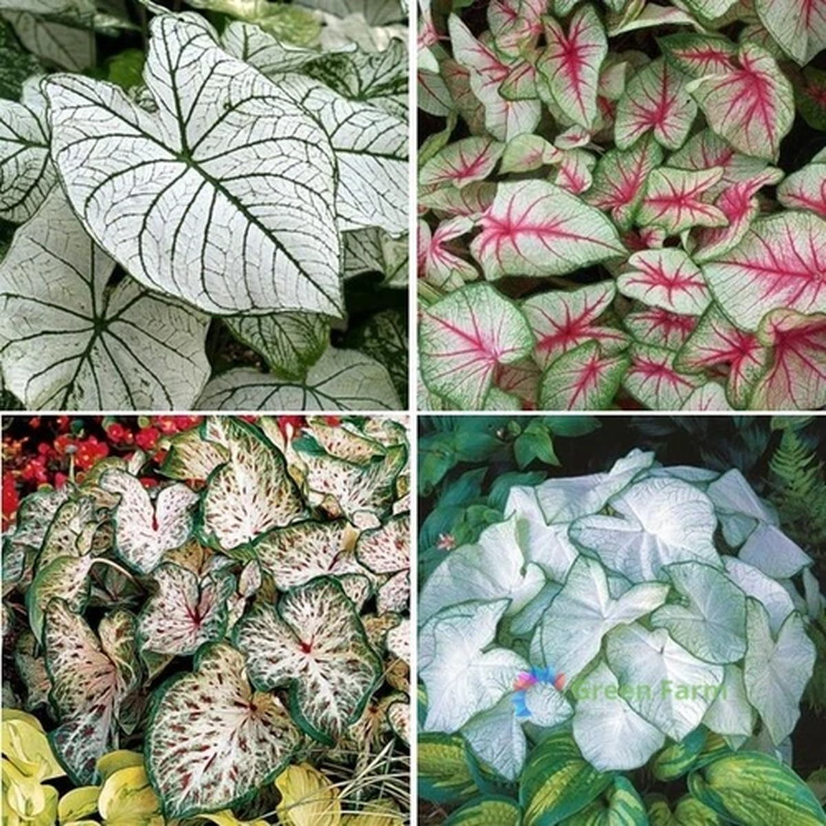 100 Seeds Mixed Caladium Heart JesusElephant Ear Angel Wings Ornamental Plants