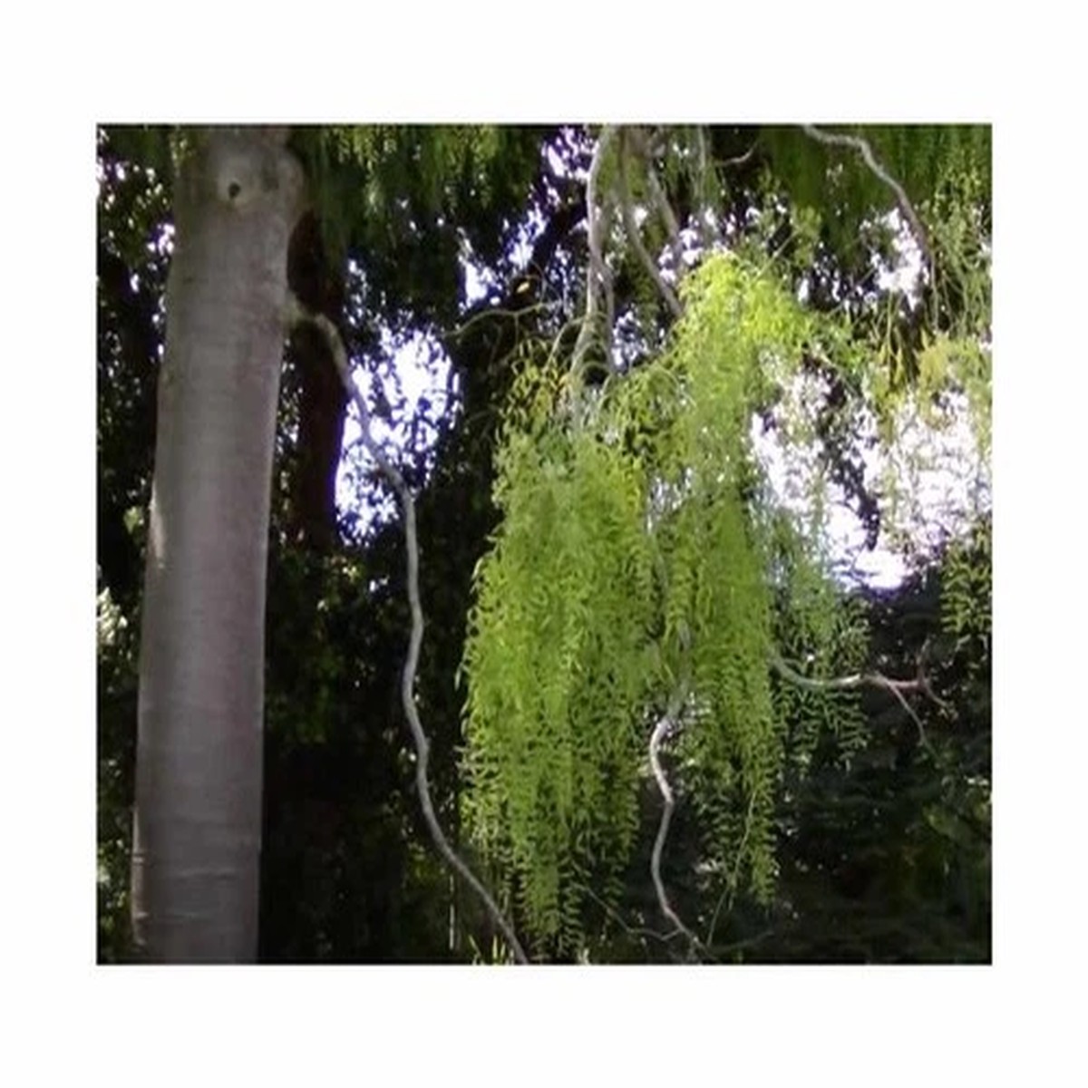 2x Moringa drouhardii Madagascar - Bottle Tree Plants - Seeds ID1687