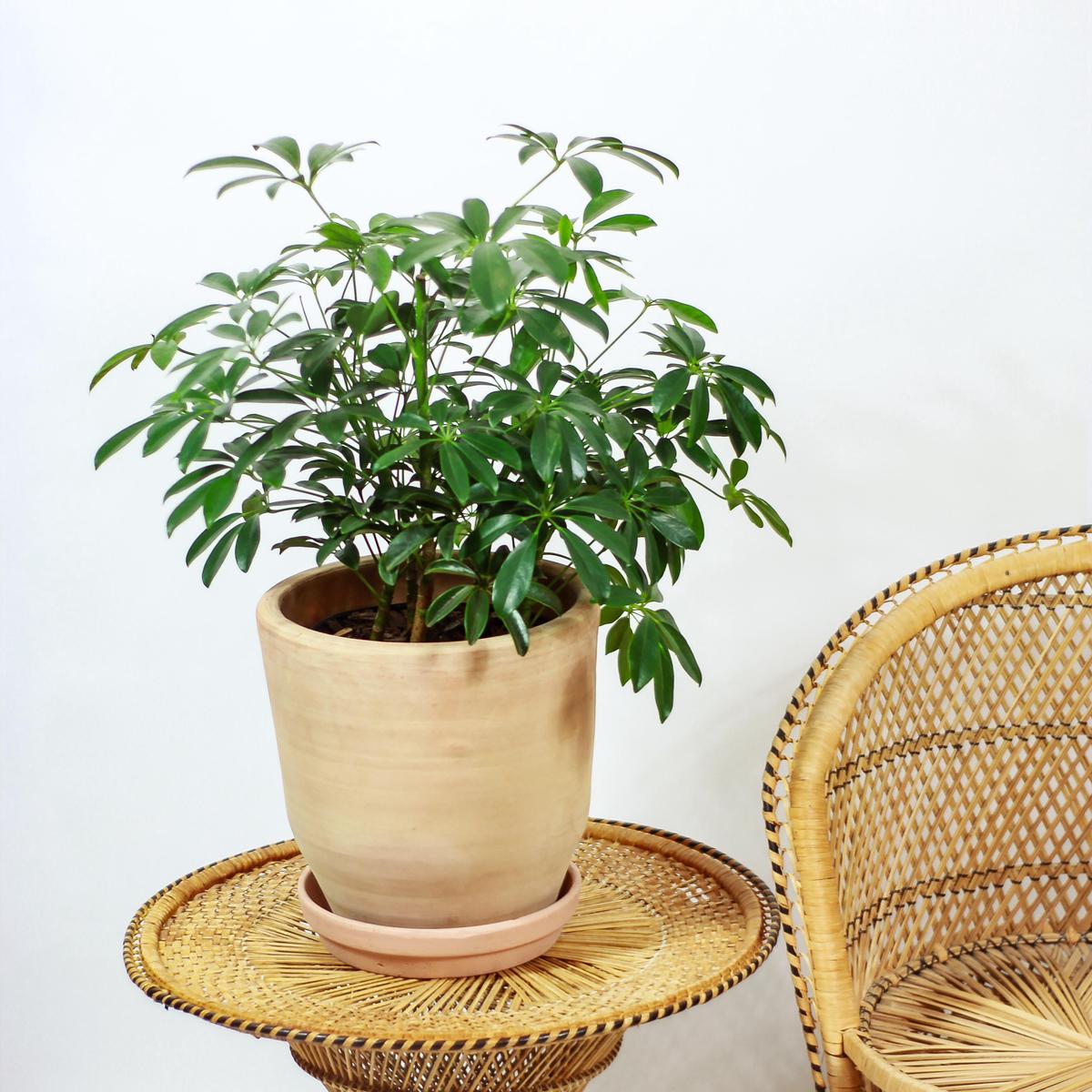 Umbrella Tree Bush: Schefflera arboricola - 10 inch pot - 2-3 foot tall