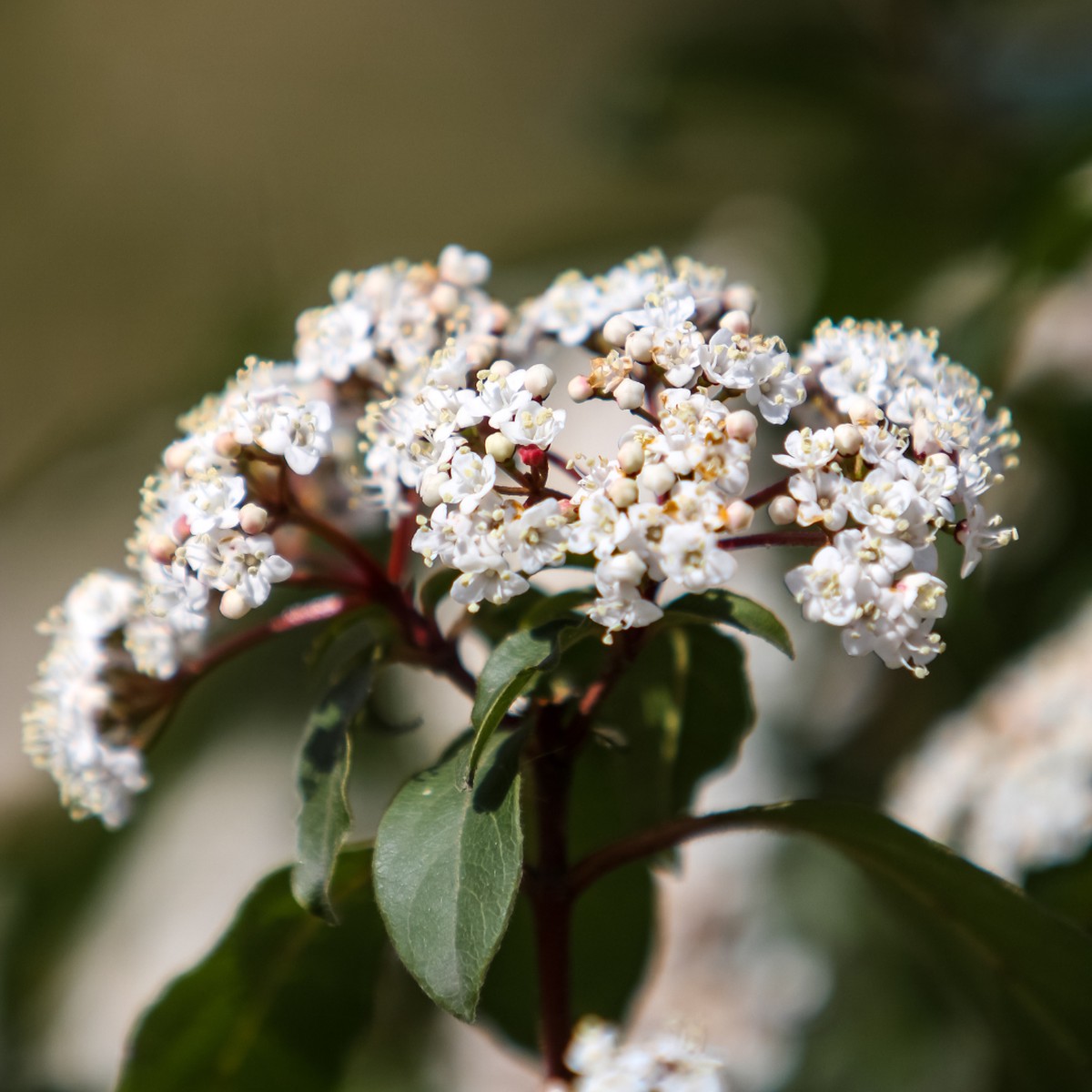 Viburnum Tinus 19Cm3L