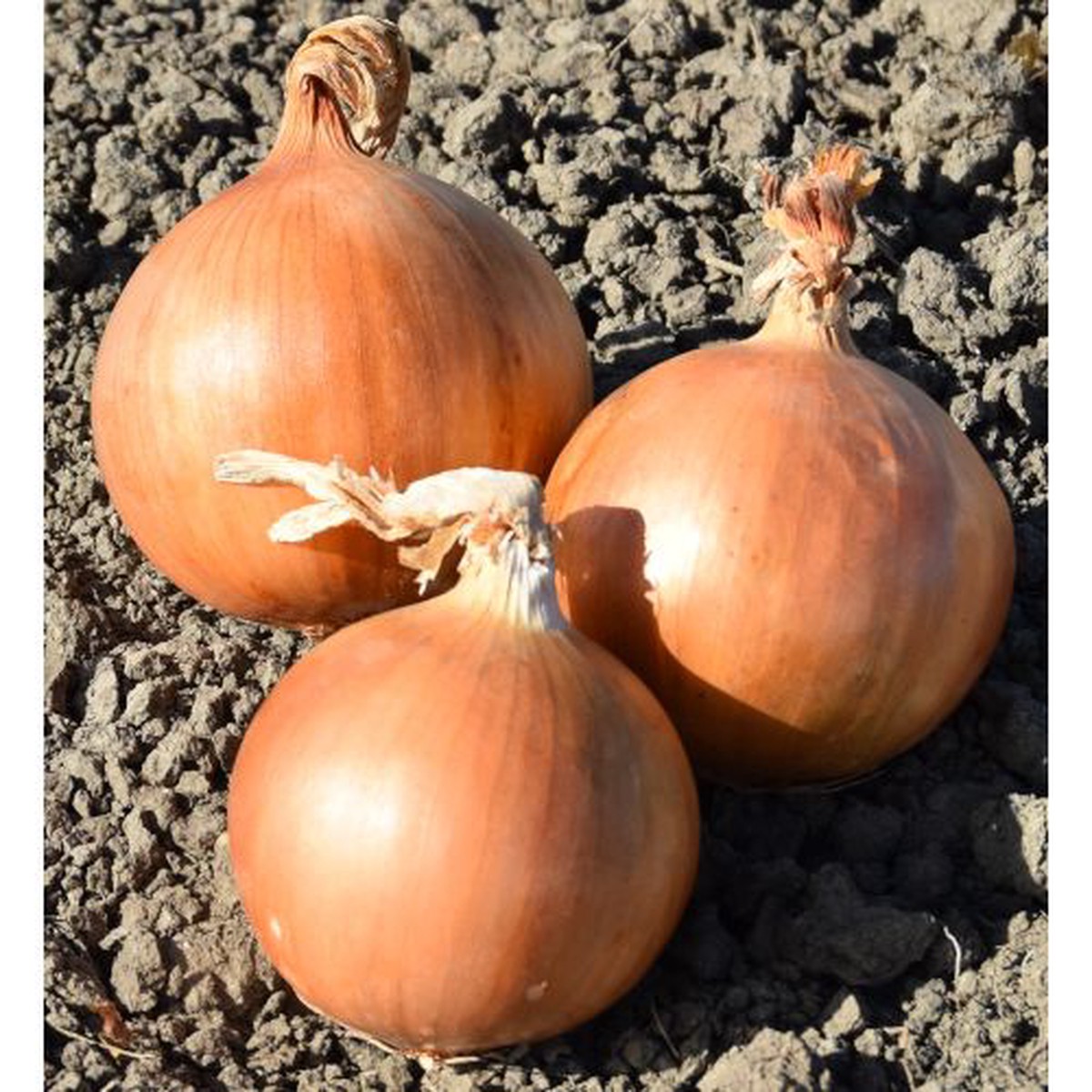 White Onion Plug Plants Grow Your Own Vegetables Letterbox Friendly 6Plugs