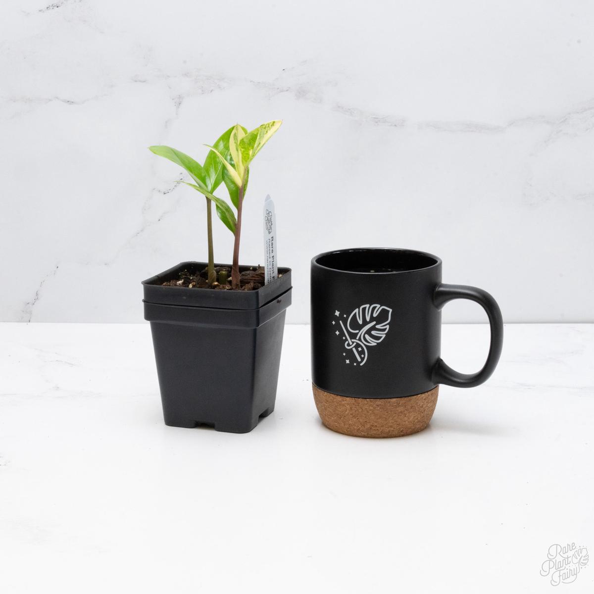 *WILD FORM* Zamioculcas Zamiifolia "ZZ" Aurea Variegated (wk7-B)