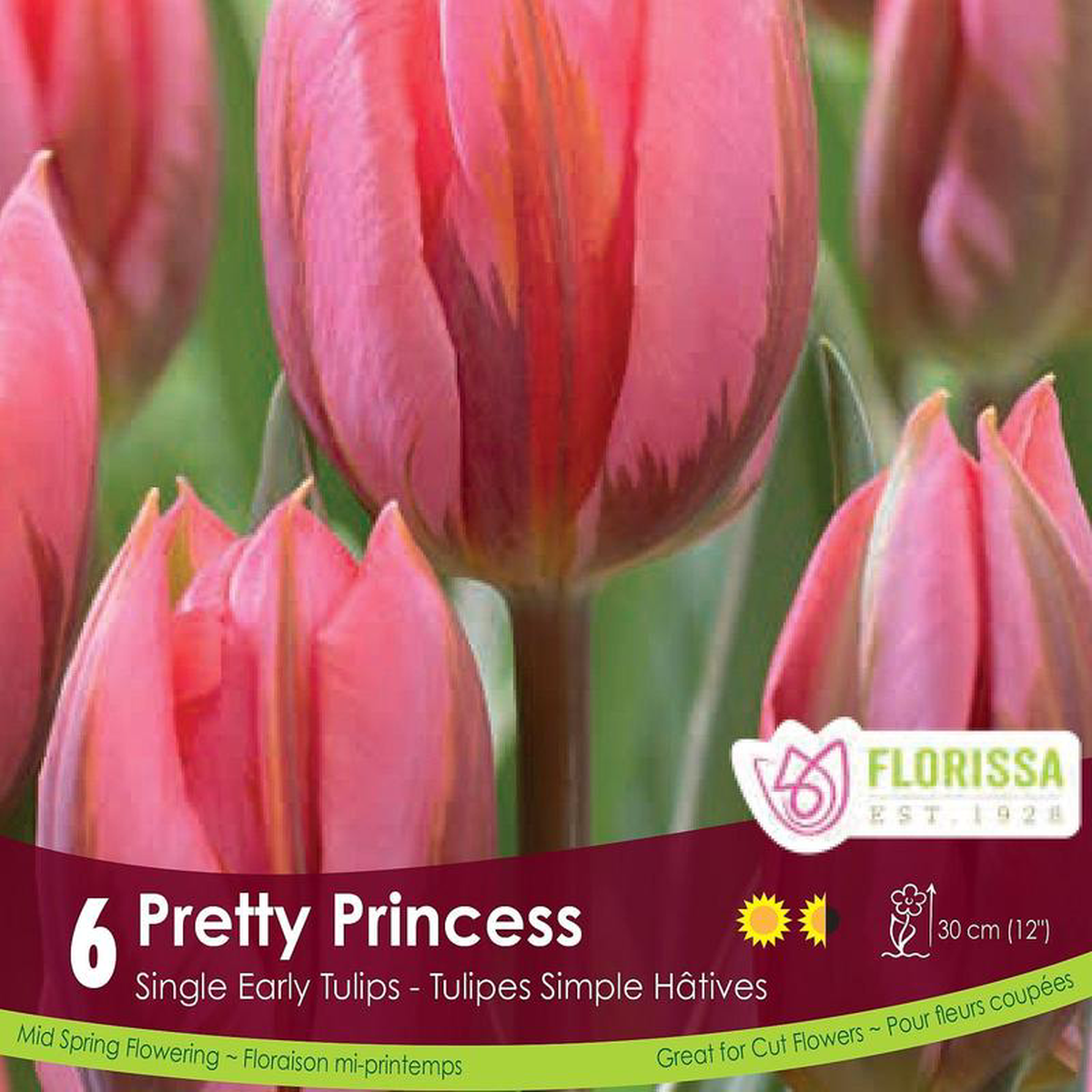 Tulip 8211 Pretty Princess 6 Pack