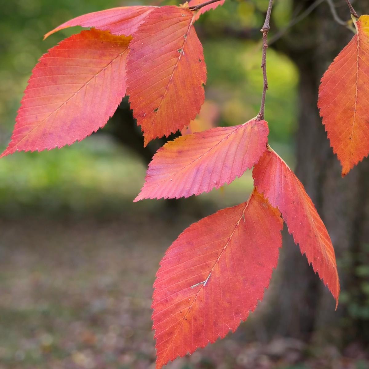 Ulmus laevis