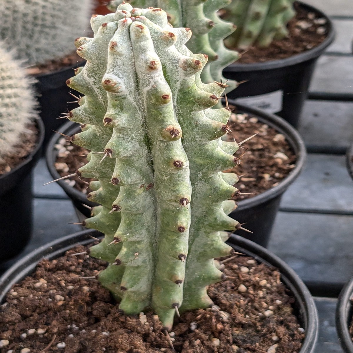 White Boobie Cactus - 1 Live Plant in a 4 Inch Pot - Stenocereus Beneckei - Fun Columnar Sculptural Easy Care Succulent