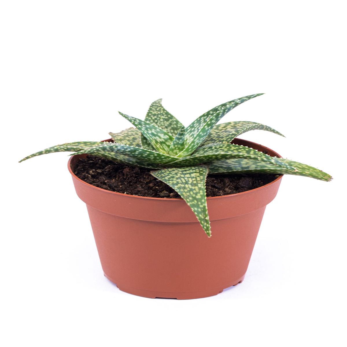 White Fox Aloe - 1 Live Plant in a 4 Inch Pot - Aloe Leuconeura - Compact Textured Easy Care Succulent
