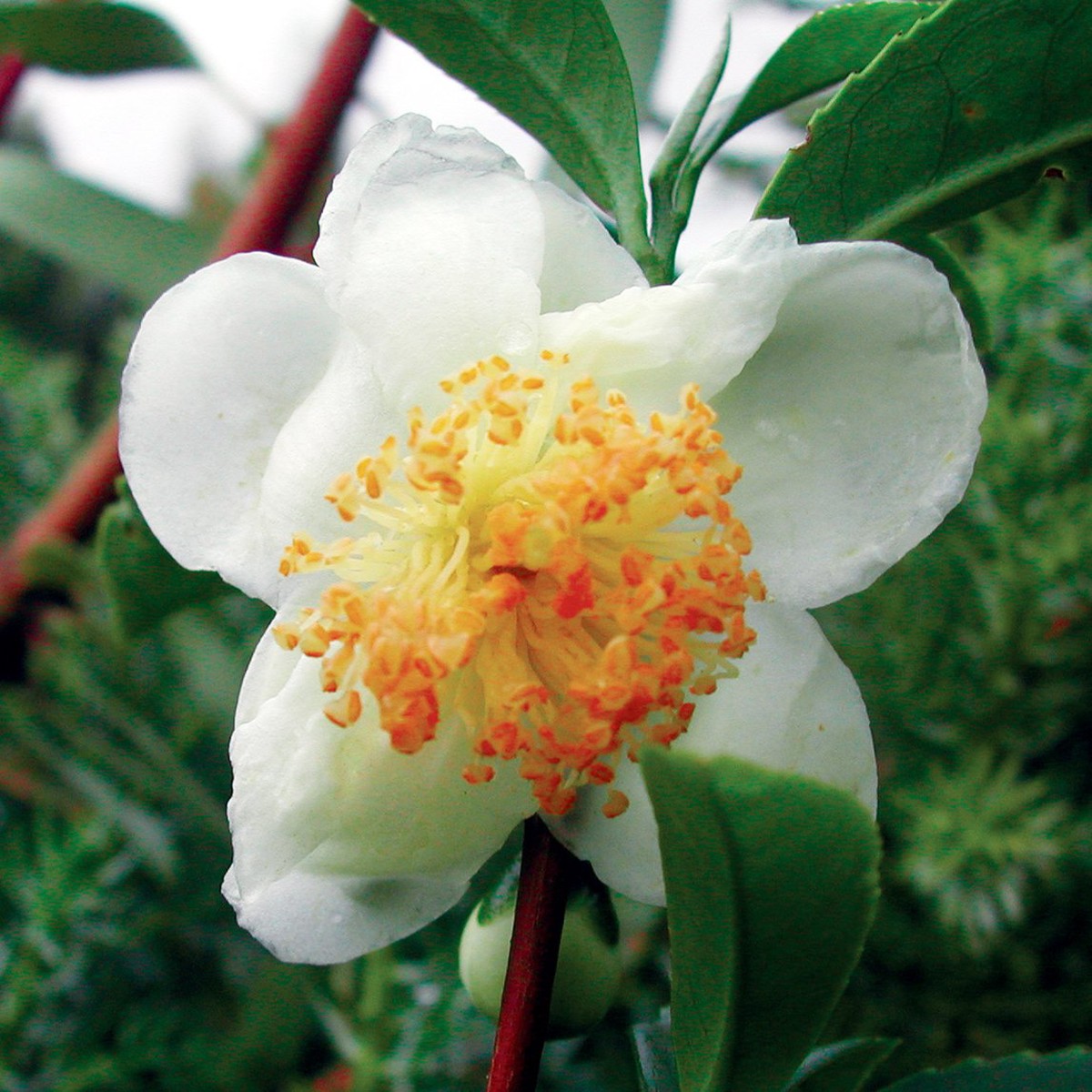 White Tea Plant