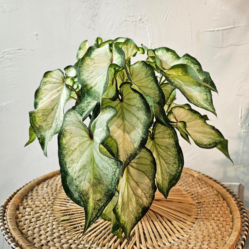 White Wonder Angel Wings: Caladium - 6 inch pot