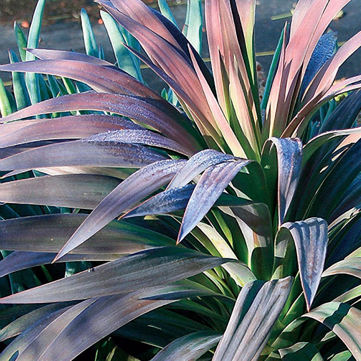 Yucca Blue Boy