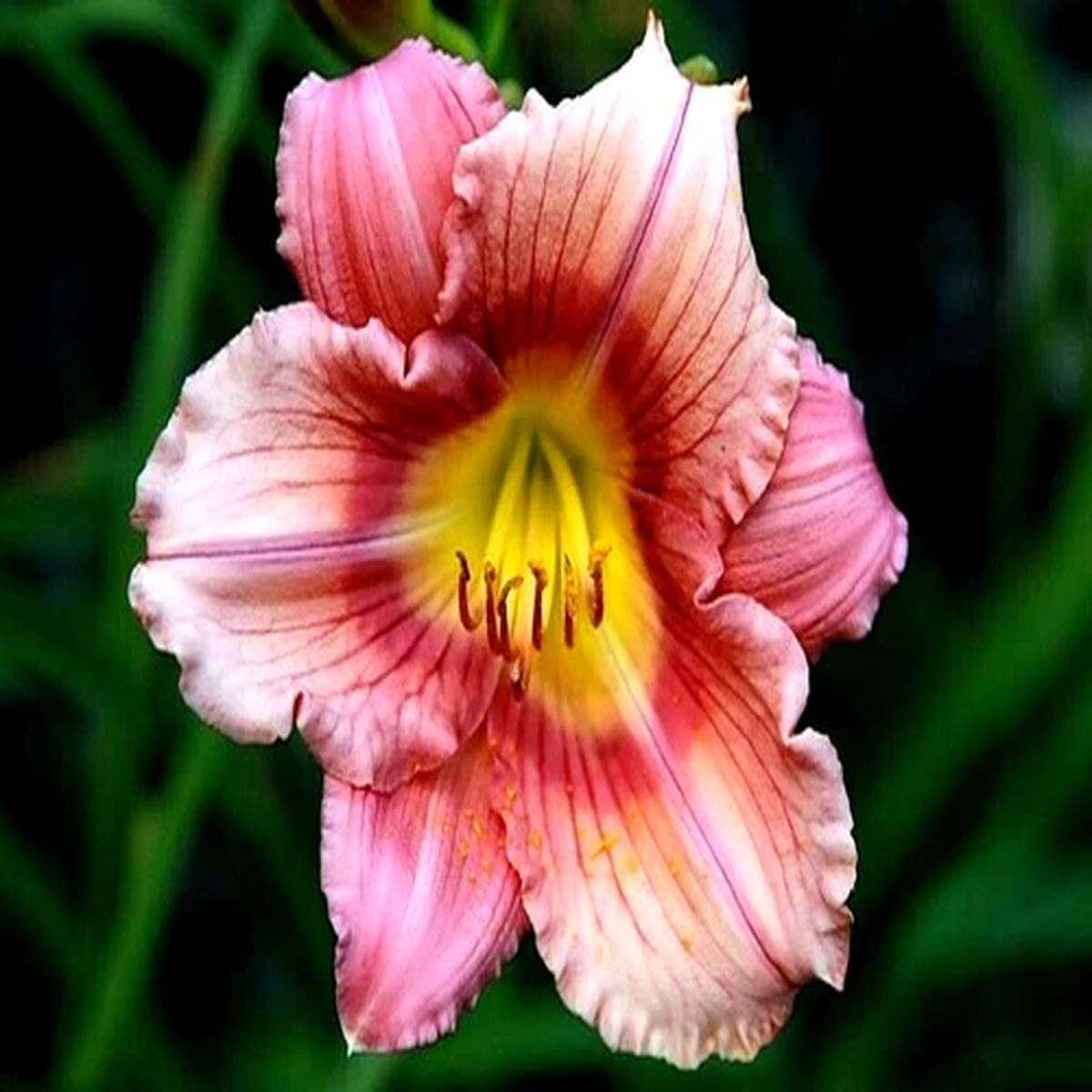 5 STEPHANIE RETURNS DAYLILY SEEDS - Hemerocallis 'Stephanie Returns'