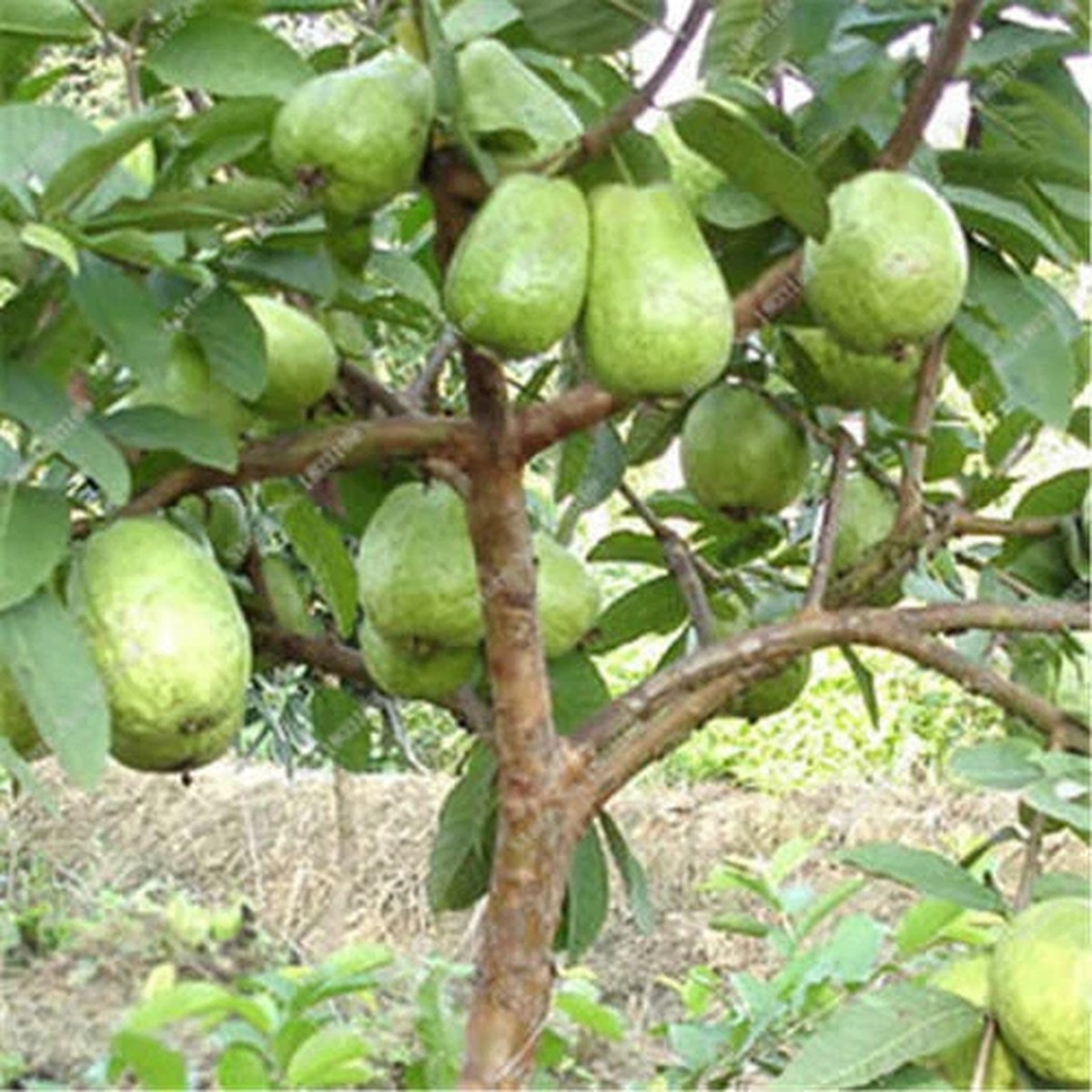 6 DWARF GUAVA SEED Guajava Nano VERY SWEET for UK EU US CLIMATE Fruit Tree Plant