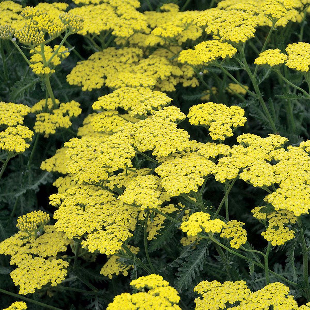 Achillea Sassy Summer Lemon