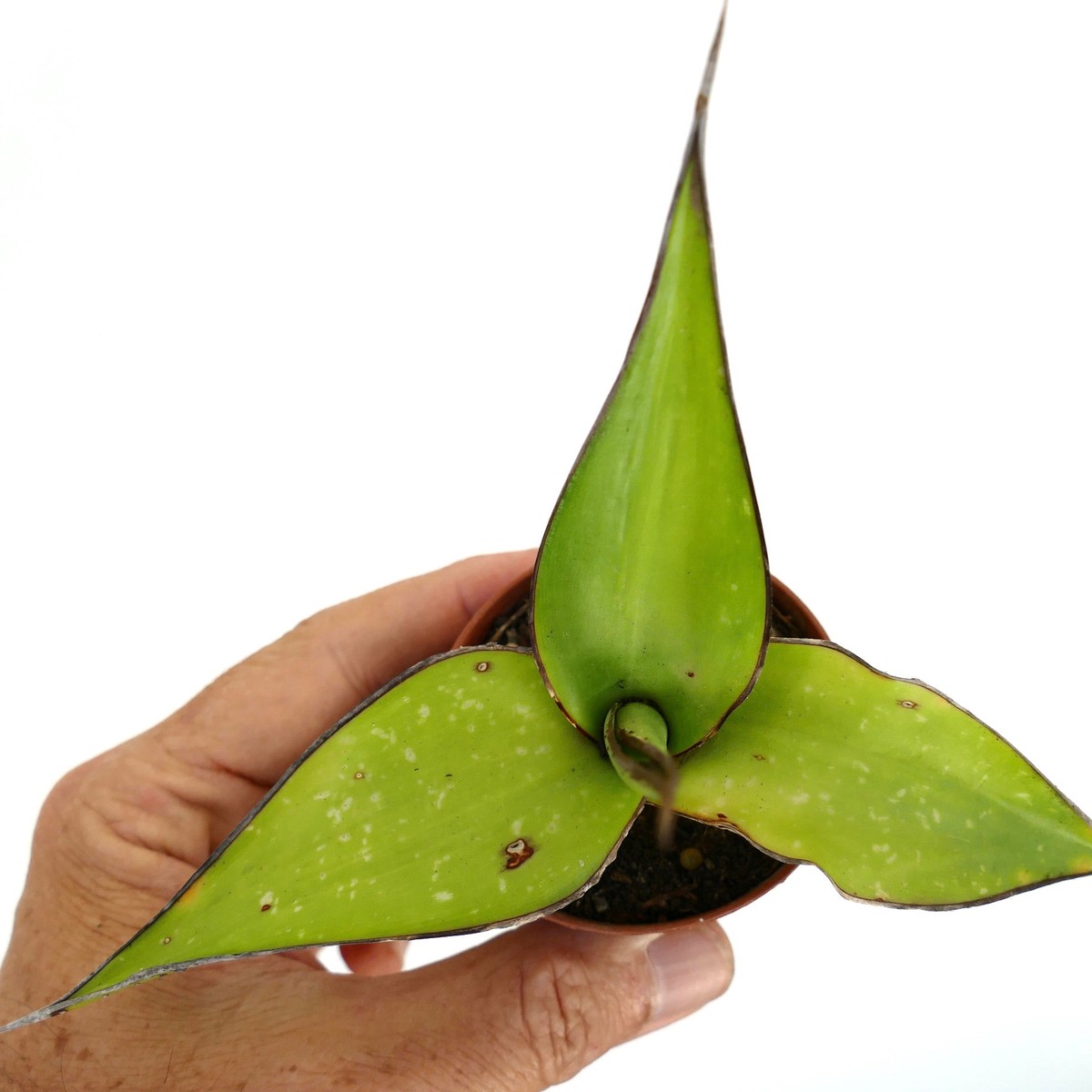 Agave cv. 'Samoele' GREEN CULTIVAR