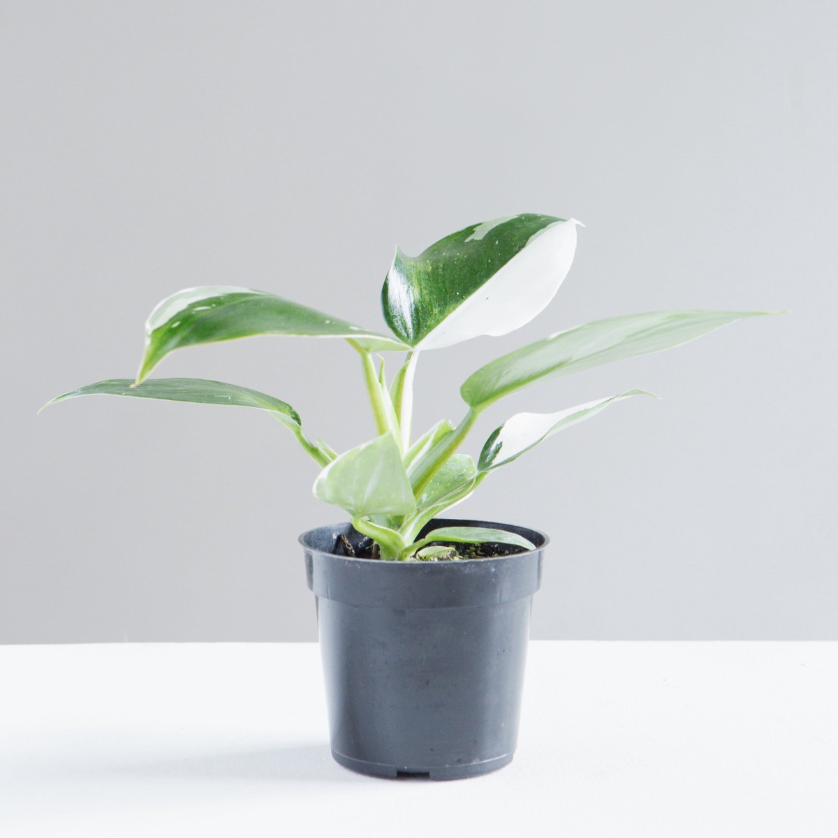 White Wizard: Philodendron erubescens - 4 inch pot
