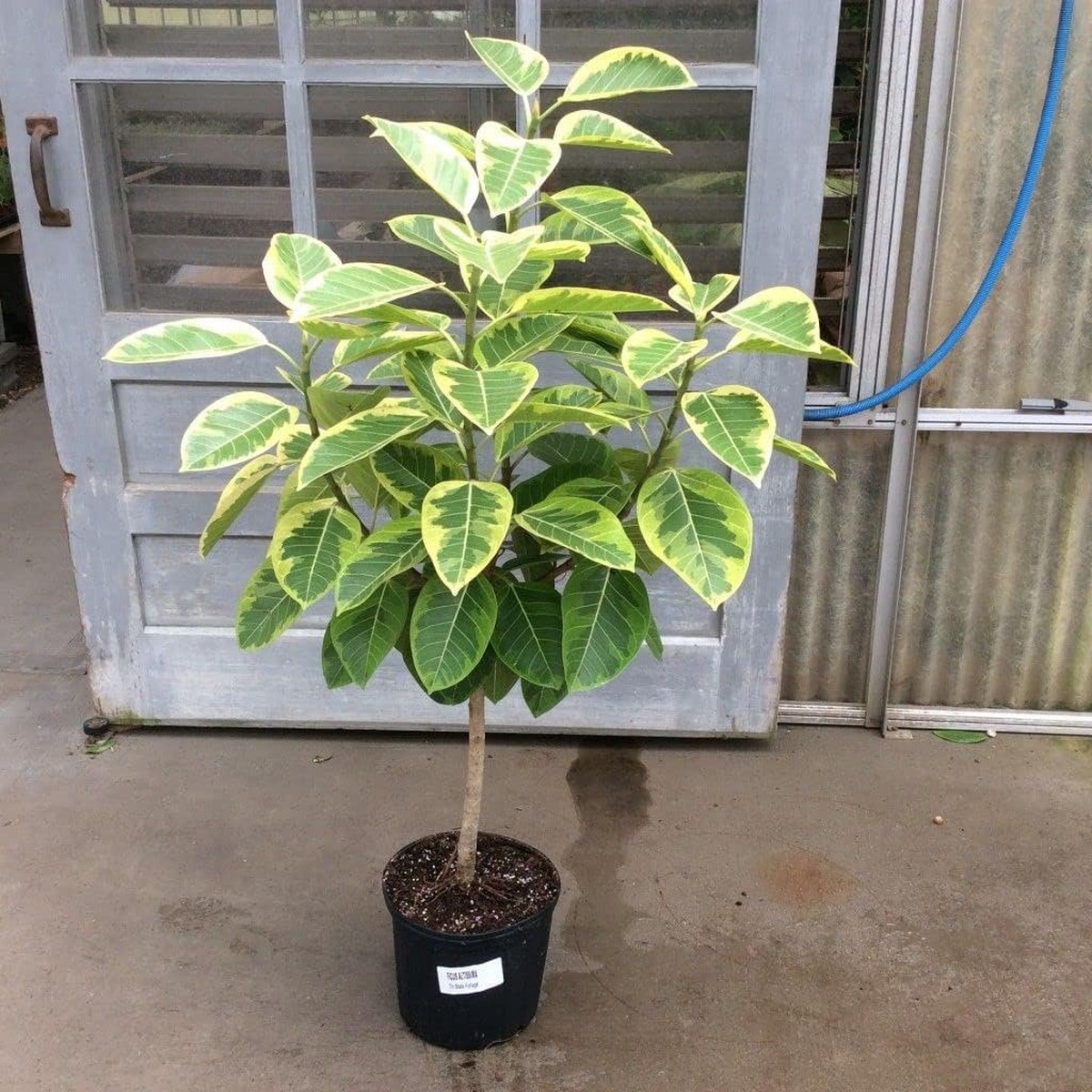 Yellow Gem Ficus Tree - Live Plant in a 10 Inch Pot - Ficus Elastica 'Altisima' - Rare and Beautiful Variegated Indoor Houseplant - Air Purifying