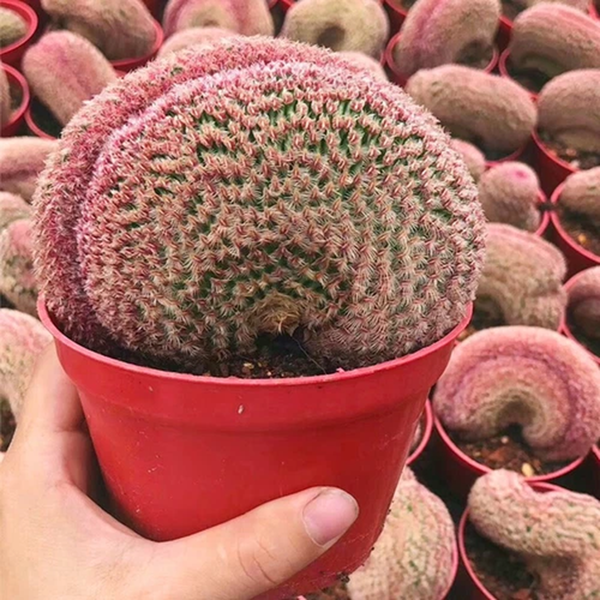 10CM Cactus Plant Echinocereus Rigidissimus Rubispinus Cristata Cactaceae Plant