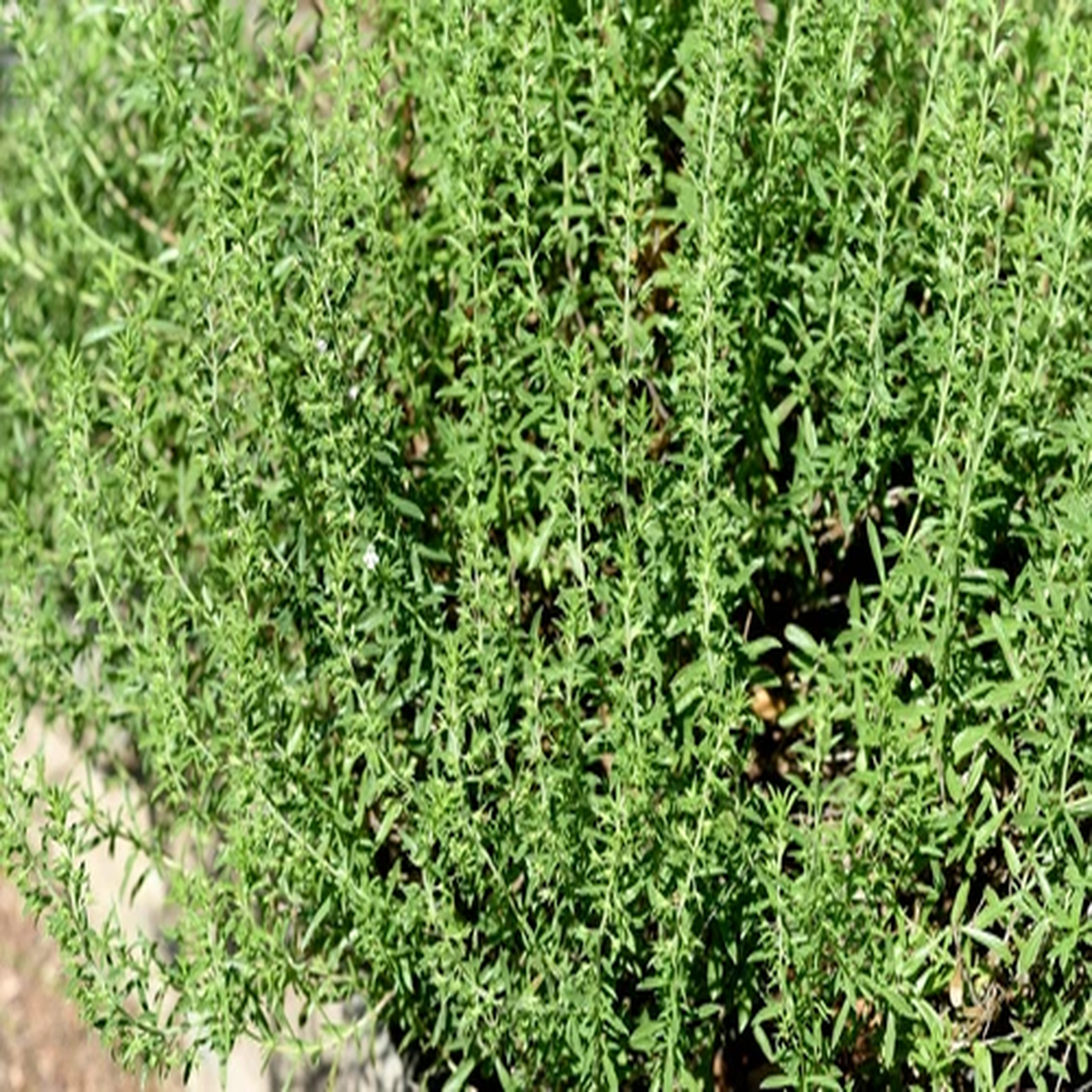 150 Creeping WINTER SAVORY Satureja Montana Herb Flower Seeds *Flat S/H