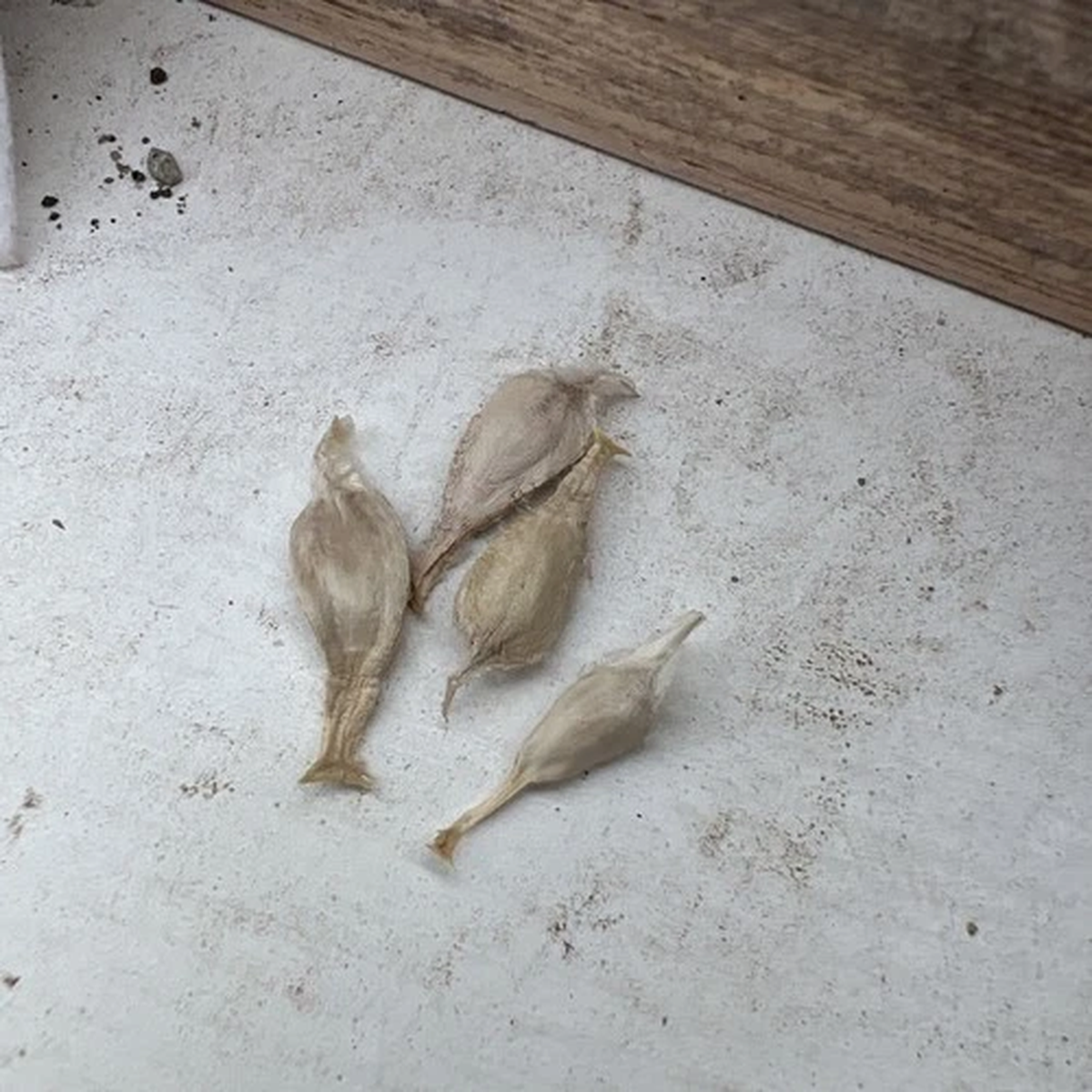 5x Seeds, Welwitschia mirabilis, 06/02/2026