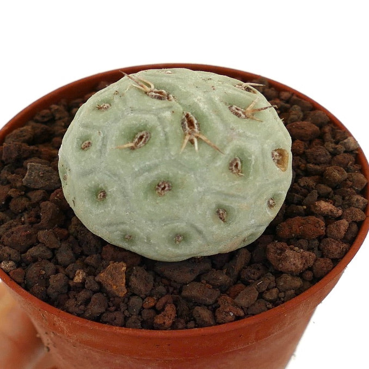 Tephrocactus geometricus SHORT BROWN SPINES