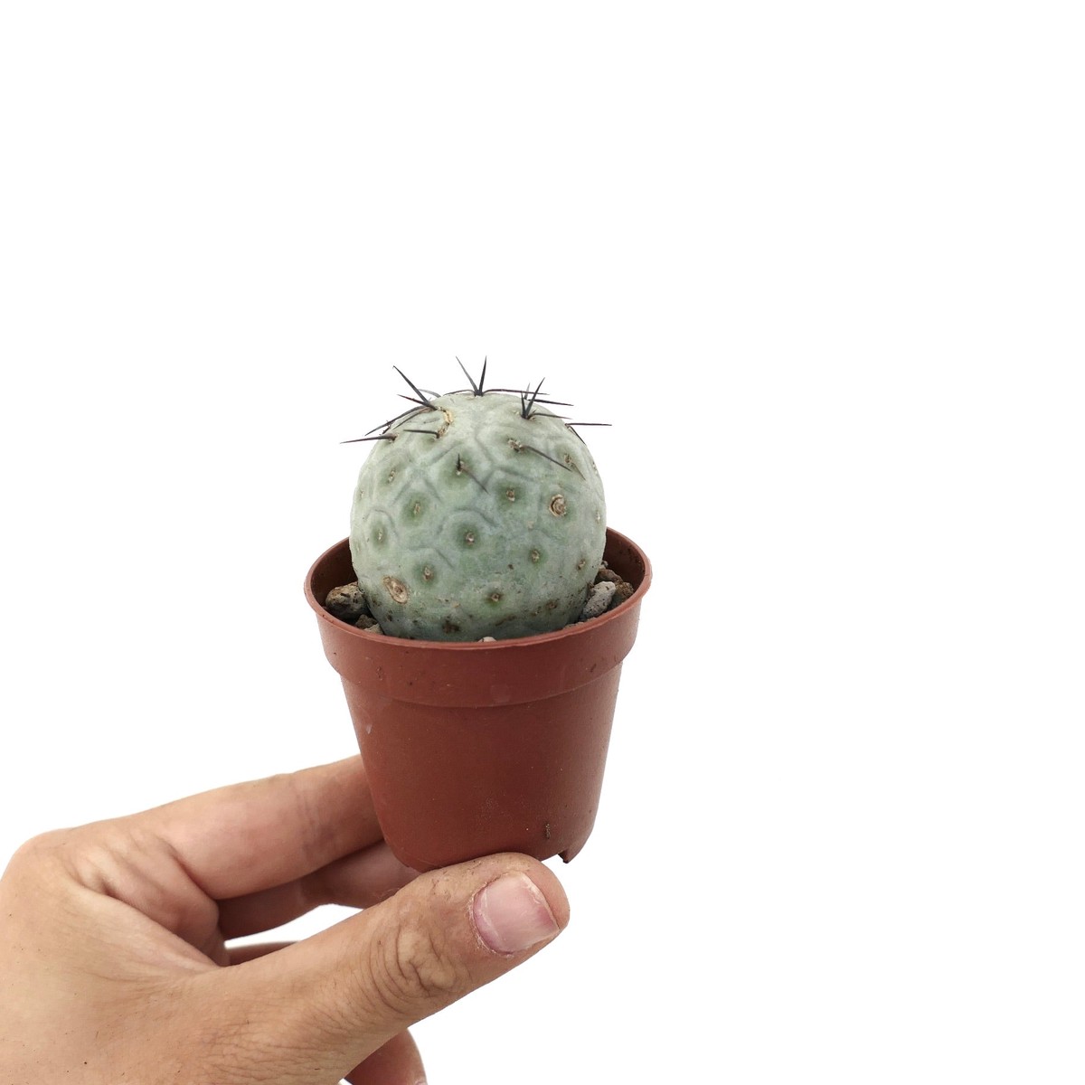 Tephrocactus geometricus with BLACK SPINES