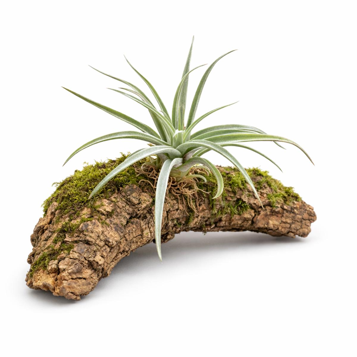 Tillandsia harissi 8-20cm