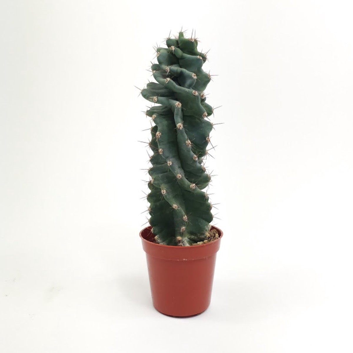 Twisted Cactus: Cereus spiralis - 5 inch pot *Collector Plant*