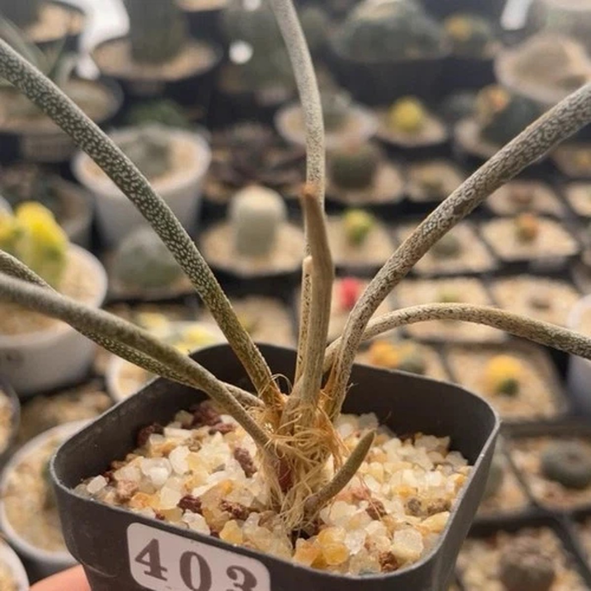 1.5CM Succulent Cactus Plant Astrophytum Caput-Medusae Cactaceae Beautiful Plant