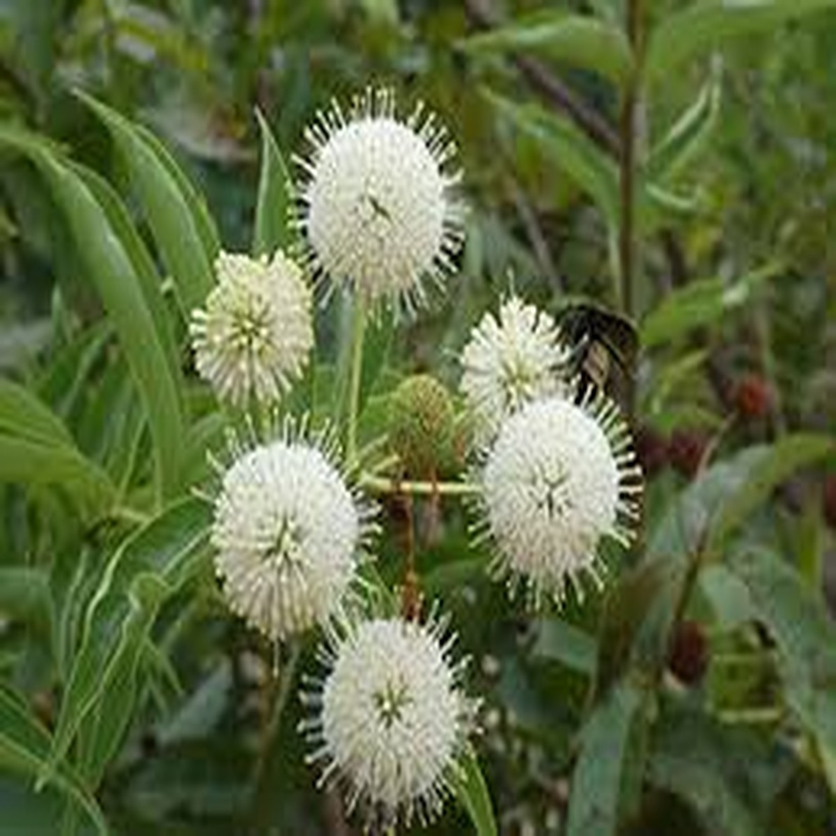 1 Buttonbush Plant - Cephalanthus occidentalis | 12-18 Bare Root | Native Shrub for Wetlands, Pollinators & Wildlife