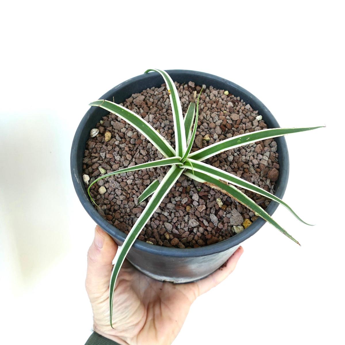 Agave bracteosa SUMMER SNOW WHITE VARIEGATED