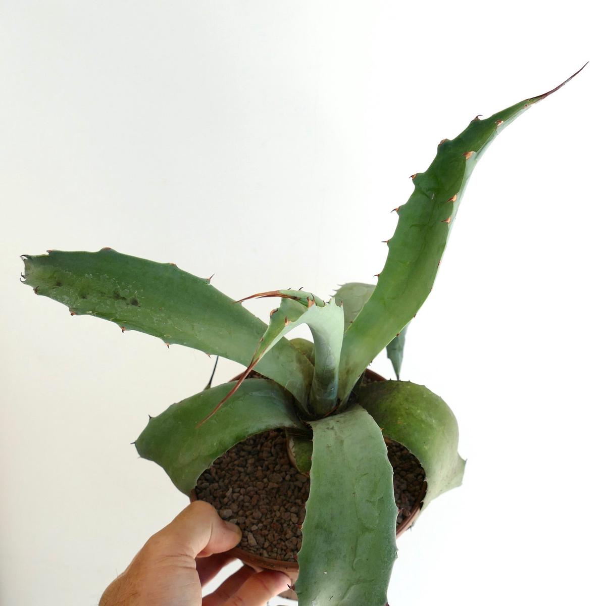 Agave cerulata x americana