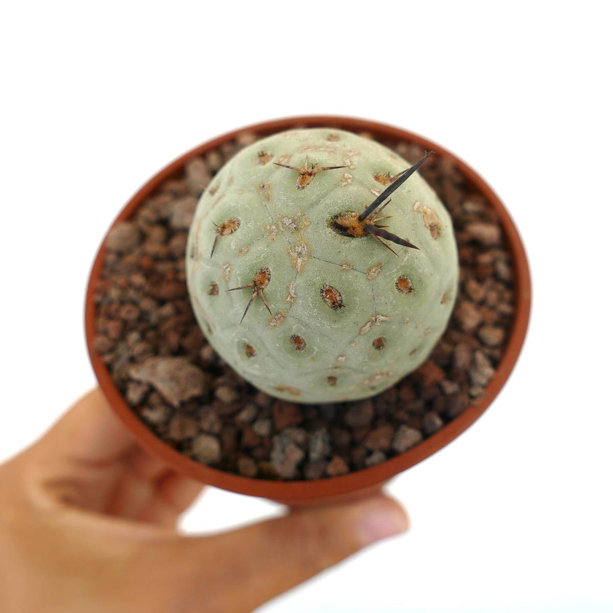 Tephrocactus geometricus ONE BALL WITH BLACK SPINES H7