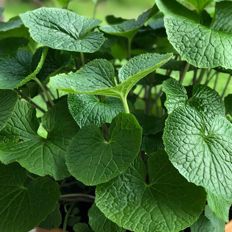 Wasabi Mazuma