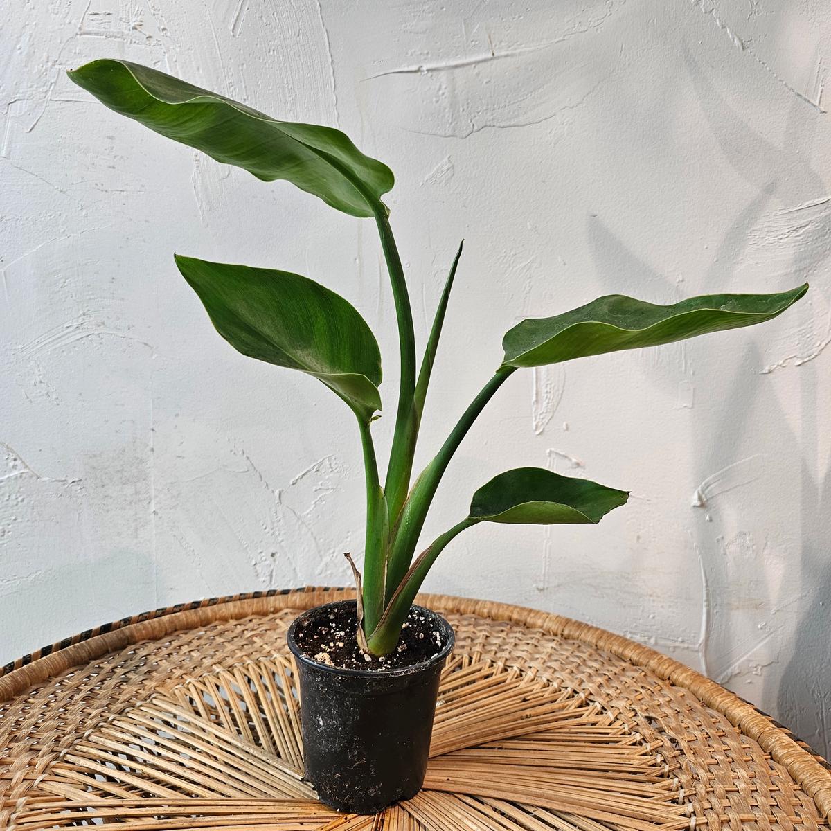 White Bird of Paradise: Strelitzia nicolai - 4 inch pot