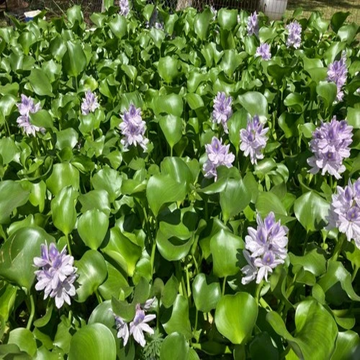 2 LIVE MEDIUM WATER HYACINTHS ** FREE SHIPPING**