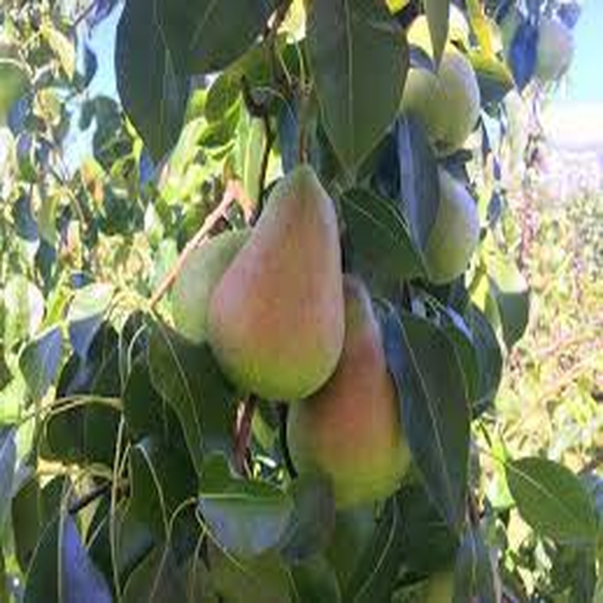 3 Shenandoah Pear Tree Scions, Unrooted Cuttings 10-12 Inches for Grafting & Rooting Pyrus communis, Sweet Pear, Fruit Tree Propagation