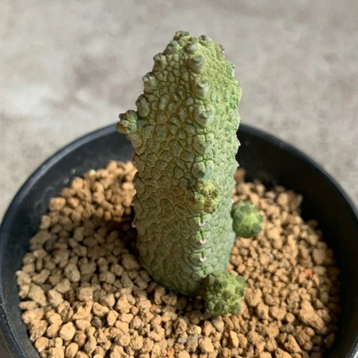 3CM Succulent Cactus Plant Pseudolithos Caput-Viperae Apocynaceae Home Garden