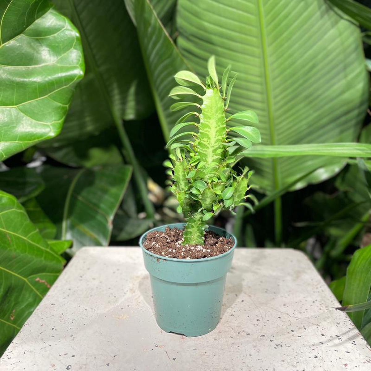 African Milk Tree Cactus: Euphorbia trigona  4 inch pot