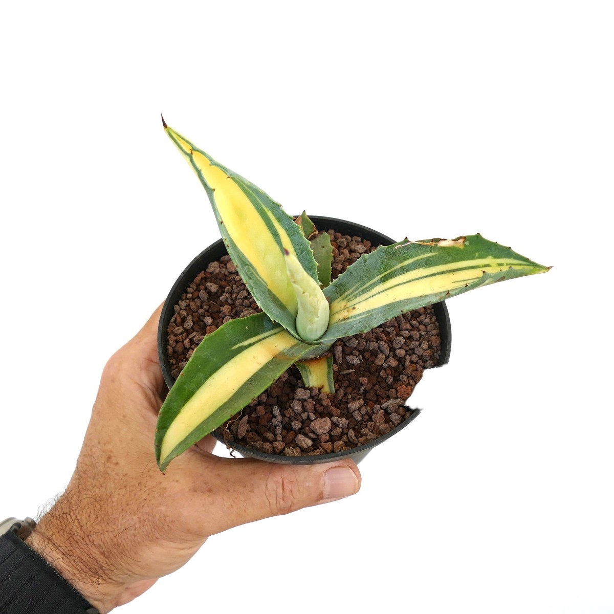 Agave americana YELLOW MEDIOPICTA VARIEGATED