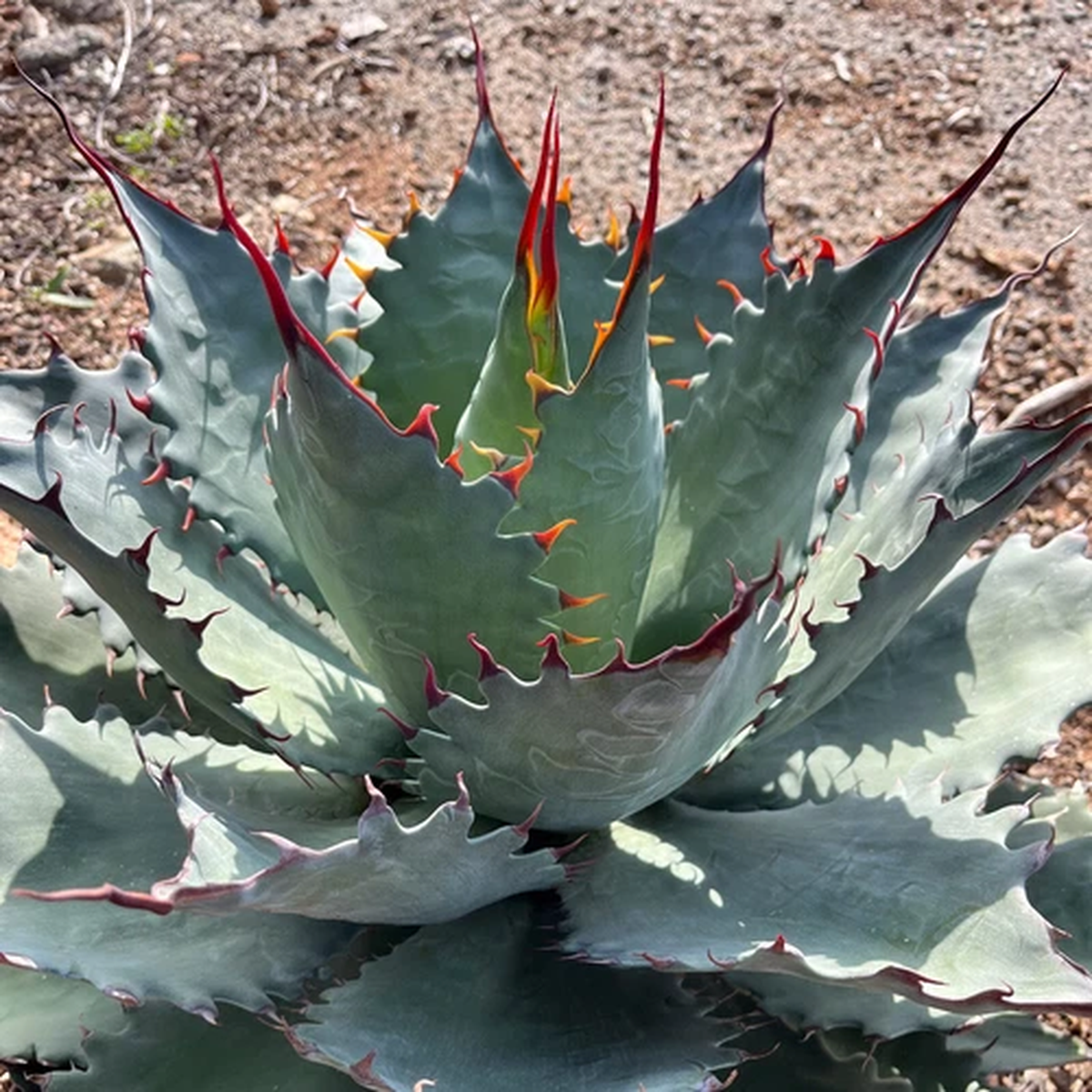 Agave Corona del Diablo Starter Plants! 4" Terminal Spine! Red Teeth! Amazing!