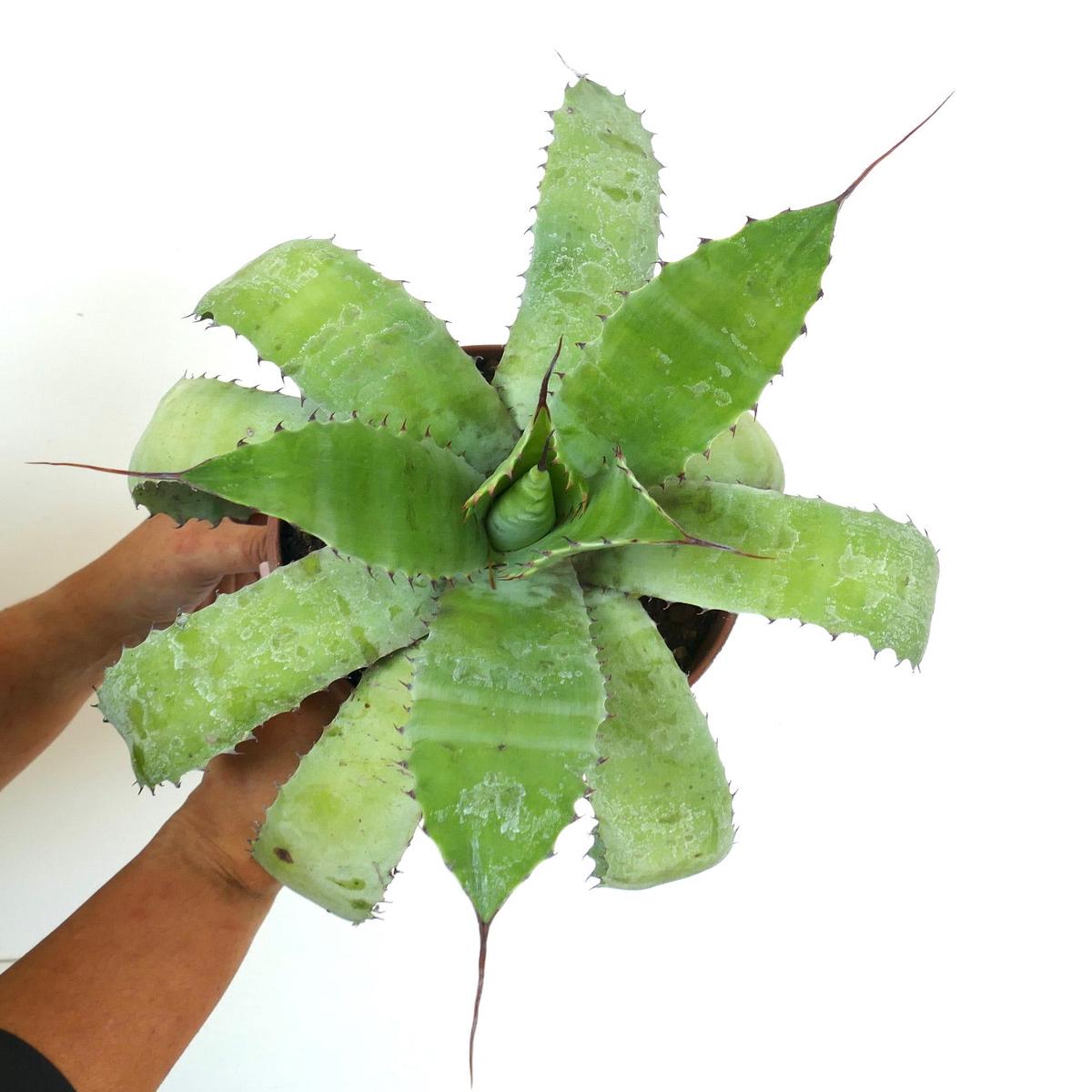 Agave parrasana X Agave eborispina