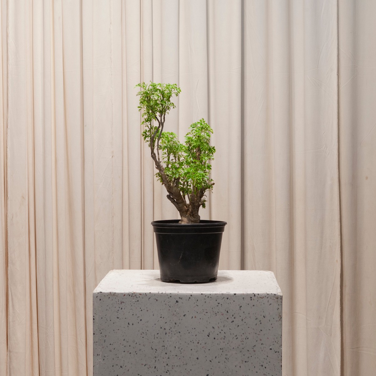 Variegated Ming Aralia: Polyscias fruticosa 'Elegans' - 6 inch pot
